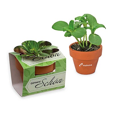 Tontöpfchen-Blume inkl. Samen - Fichte, inkl. Druck, individuell