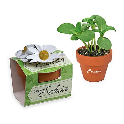 Tontöpfchen-Blume inkl. Samen - Ostern - Margerite, inkl. Druck, individuell