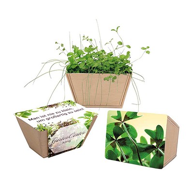 Mini-Beet mit Samen, Glücksklee