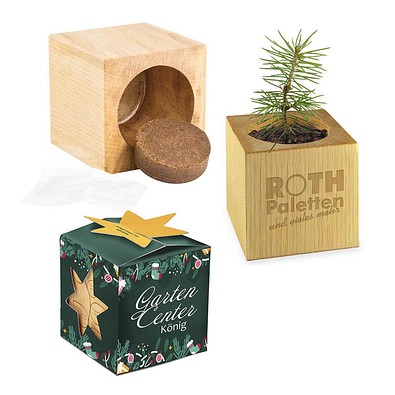 Pflanz-Holz Maxi Star-Box Xmas mit Fichtensamen, Fichte, 1-seit. Druck
