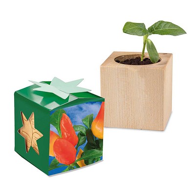 Pflanz-Holz Star-Box mit Samen, Gewürzpaprika, 1-seit. Druck