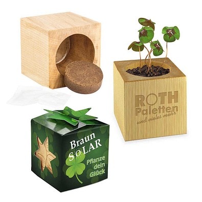 Pflanz-Holz Star-Box mit Samen, Glücksklee