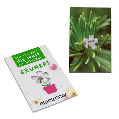 Samen-Karte-Mini Blume, Fichte, 2-seit. Druck