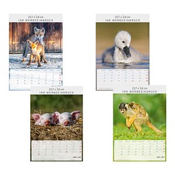 Bild-Wandkalender Tierkinder 2026
