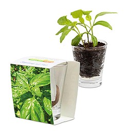 Caffeino-Glas mit Samen, Basilikum, 1-seit. Druck