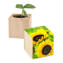 Pflanz-Holz, Standardmotiv, Sonnenblume