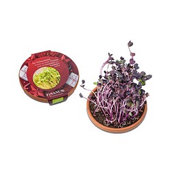 Vitamin-Schale, Radies Sango, 1-seit. Druck