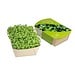 Microgreens-Gärtchen, Salatrauke, 1-seit. Druck