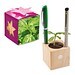 Pflanz-Holz Büro Star-Box mit Samen, Basilikum, 1-seit. Druck