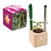 Pflanz-Holz Büro Star-Box mit Samen, Thymian, 1-seit. Druck