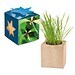 Pflanz-Holz Maxi Star-Box mit Samen, Glücksklee