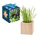 Pflanz-Holz Maxi Star-Box mit Samen, Kräutermischung, 1-seit. Druck