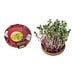 Vitamin-Schale, Rettich China Rose, 1-seit. Druck