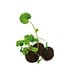 Flower-Balls in der Box mit Samen, 2er Box, 1-seit. Druck