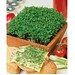 Samentütchen Mini - Graspapier - Gartenkresse, braun