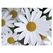 Flower-Card mit Samen, Margerite, 1-seit. Druck