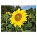 Pflanz-Holz mit Samen, Ostern, Sonnenblume, 1-seit. Druck